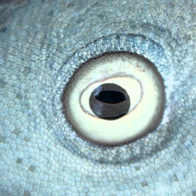 Albrecht Optik Thumbnail Die Welt mit anderen Augen sehen