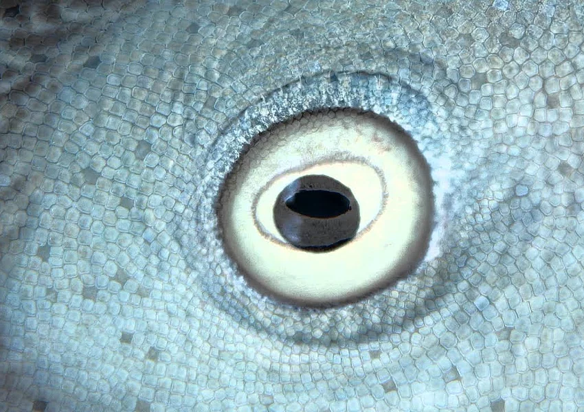 Albrecht Optik Thumbnail Die Welt mit anderen Augen sehen